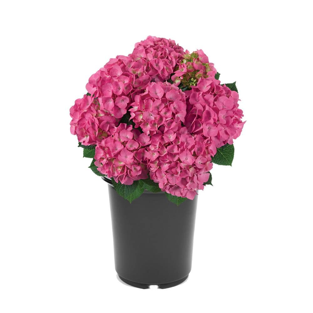 2.5 qt. Hydrangea Macrophylla Jip Pink Perennial Plant with Pink Flowers 