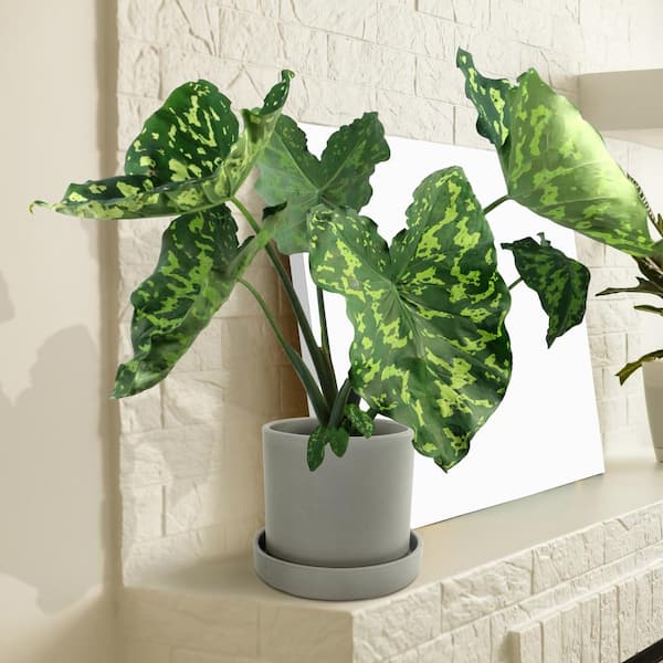 national PLANT NETWORK 5.5 in. Alocasia Hilo Beauty Annual Plant