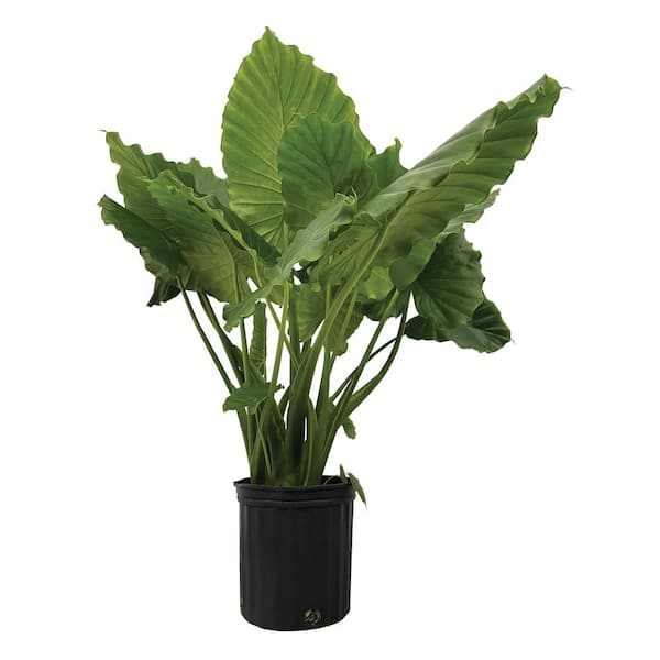 1.72 Gal. California Alocasia Tropical Foliage Plant (1-Pack)