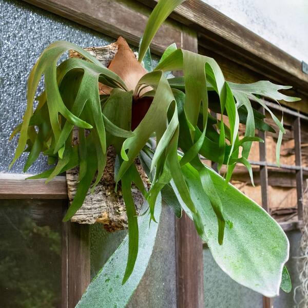 Hoya deals Quinquenervia 4.5in Hanging Basket Rare Hoya / Rare Hoya/ Collectors Plants/ Unique Hoya/ House Decor/