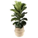 Fiddle Leaf Fig Plant, 36 in. Tall in 10 in. Natural Seagrass Planter
