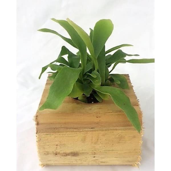 Unbranded 4 in. Staghorn Fern on Wood