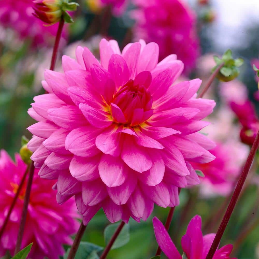 VAN ZYVERDEN Dahlias Rosella Bulbs (Set of 5) 84119 - The Home Depot
