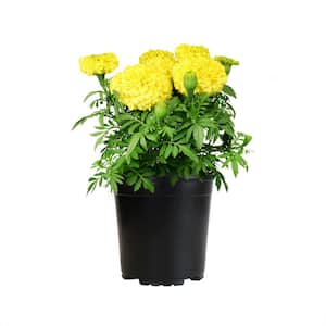 2 QT. Yellow African Marigold Flowers Garden Annual Outdoor Plant in Grower Pot
