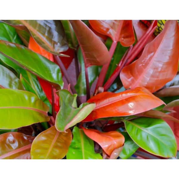 pothos albo Epipremnum pin. 'Albo-Variegata' main image 0