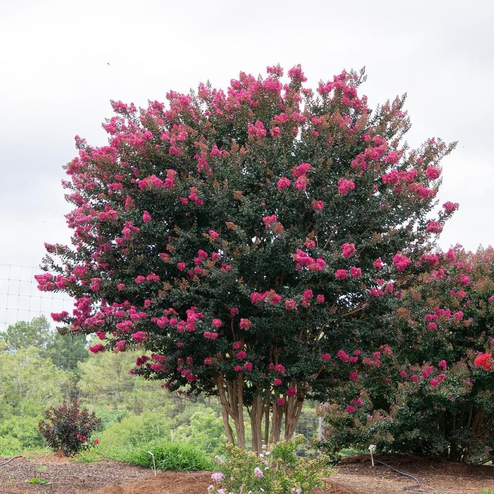 Plum Magic Semi-Dwarf Crape Myrtle with Fuchsia Pink Flowers