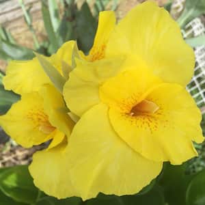 Givhandys 4 in. Potted Yellow Water Canna Bog/Marginal Aquatic Pond Plant
