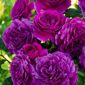 Ebb Tide Floribunda Rose, Dormant Bare Root Plant, Purple Flowers (1-Pack)