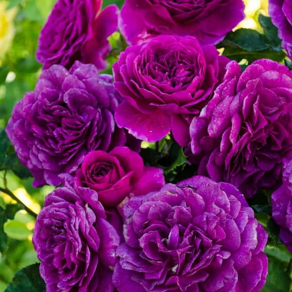 Spring Hill Nurseries 3 Gal. Pot, Ebb Tide Floribunda Rose, Live Potted Flowering Plant (1-Pack)