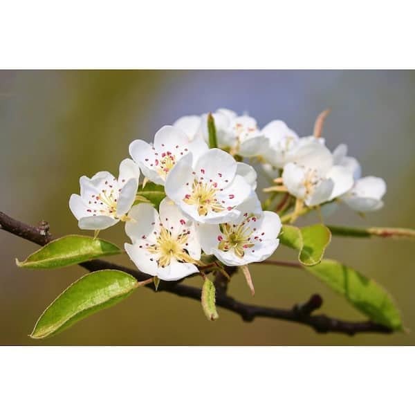 Dwarf Comice Pear Tree - The Soft and Sweet Christmas Pear Delicacy. (2 Years Old and 3-4 Feet tall.)