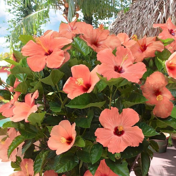 national PLANT NETWORK 2 gal. Hibiscus Peach Braided Annual Tree