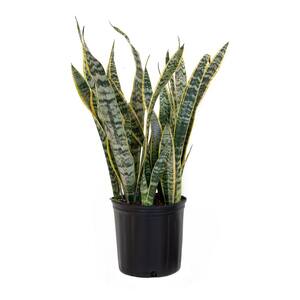 Sansevieiria Laurentii Live Indoor Snake Plant in 9.25 in. Grower Pot 22 in. - 30 in. Tall