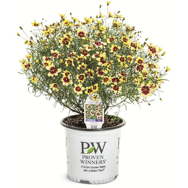 0.65 Gal. Designer Threads Creamy Calico Threadleaf Coreopsis (Coreopsis Verticillata) Live Plant with Yellow Flowers