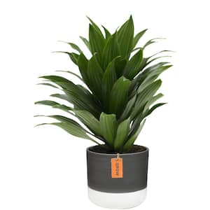Grower's Choice Dracaena Indoor Plant in 6 in. Two-Tone Ceramic Planter, Avg. Shipping Height 1-2 ft. Tall