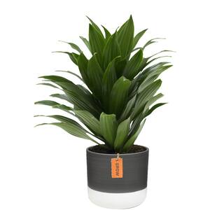 6 in. Grower's Choice Dracaena Plant in Two Tone Ceramic