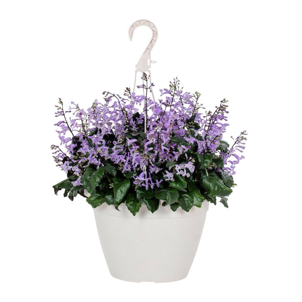 1.75 Gal. Select Hanging Basket Purple Plectranthus Annual Plant (1-Pack) price history on PriceWatchPro