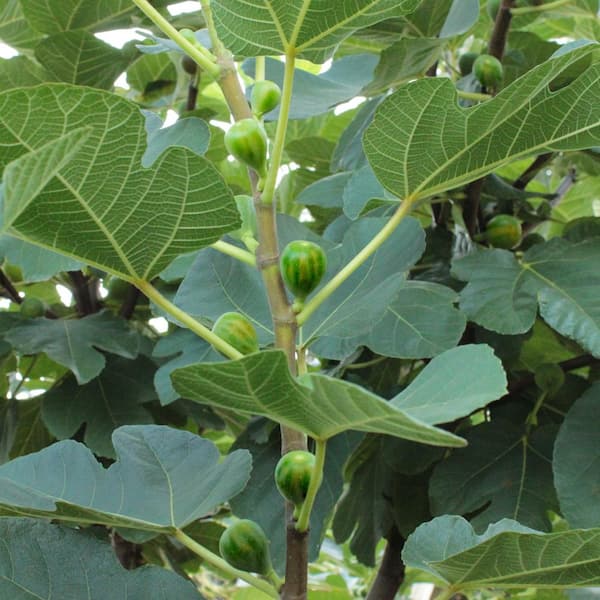 national PLANT NETWORK 1 gal. Fig Kadota
