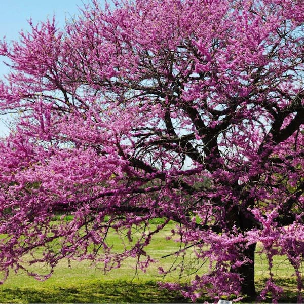 7 Gal. Eastern Redbud Flowering Deciduous Tree with Pink Flowers