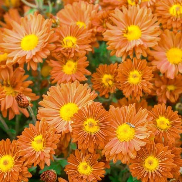 Spring Hill Nurseries 3 in. Pot Bronze Daisy Mammoth Mum (Chrysanthemum), Live Flowering Perennial Plant (1-Pack)
