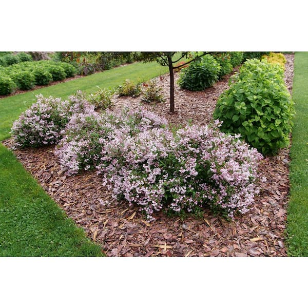 PROVEN WINNERS 4.5 in. Quartz Yuki Kabuki Deutzia (Deutzia x) Live