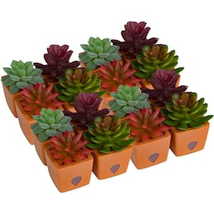 ZendoZones Fruit Fly Traps, 12 Assorted Fruit Fly Traps with Terra Cotta Base