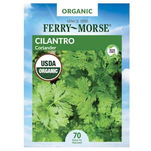 Organic Cilantro Coriander Herb Seed