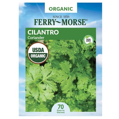Cilantro Coriander Organic Herb Seed