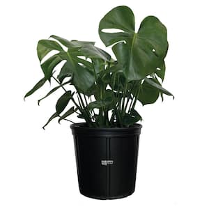 philodendron Monstera Live Indoor Plant in Growers Pot Avg Shipping Height 2 ft. to 3 ft. Tall