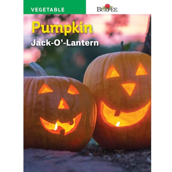 Burpee Pumpkin Jack-O'-Lantern Seed