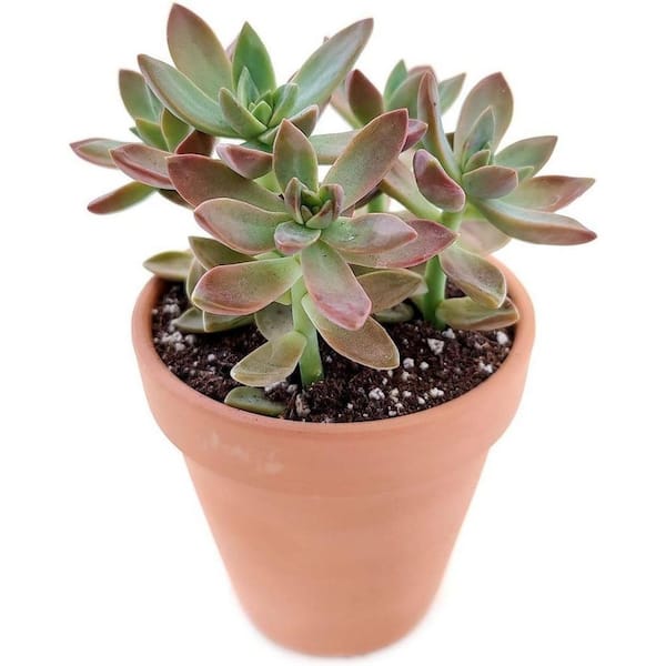 California Sunset Succulent-2 Live Starter Plants in 2 in. Pots-Graptosedum Purple-Succulent Houseplant