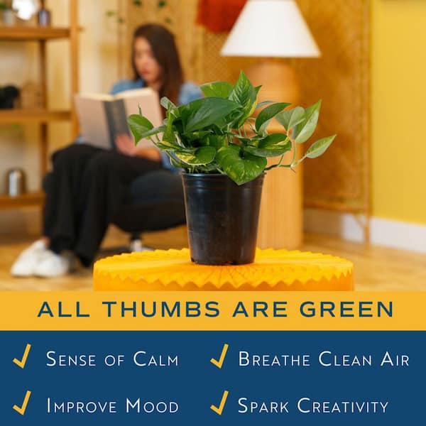 Delray Plants Pothos in 6 inch Pot