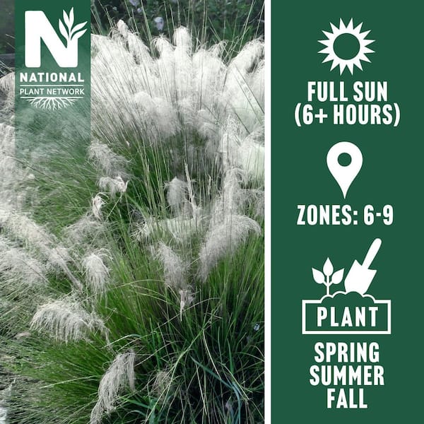 3 gal. White Cloud Muhly Grass Plant