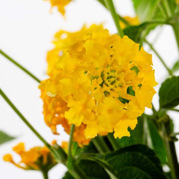 トップス house on the hill Yellow flower 80cm Buy Lantana Chapel Hill Yellow Plants & Trees Online | Pixies Gardens