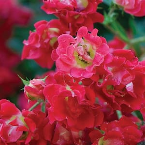 1 Gal. Red Drift Live Rose Bush with Red Flowers