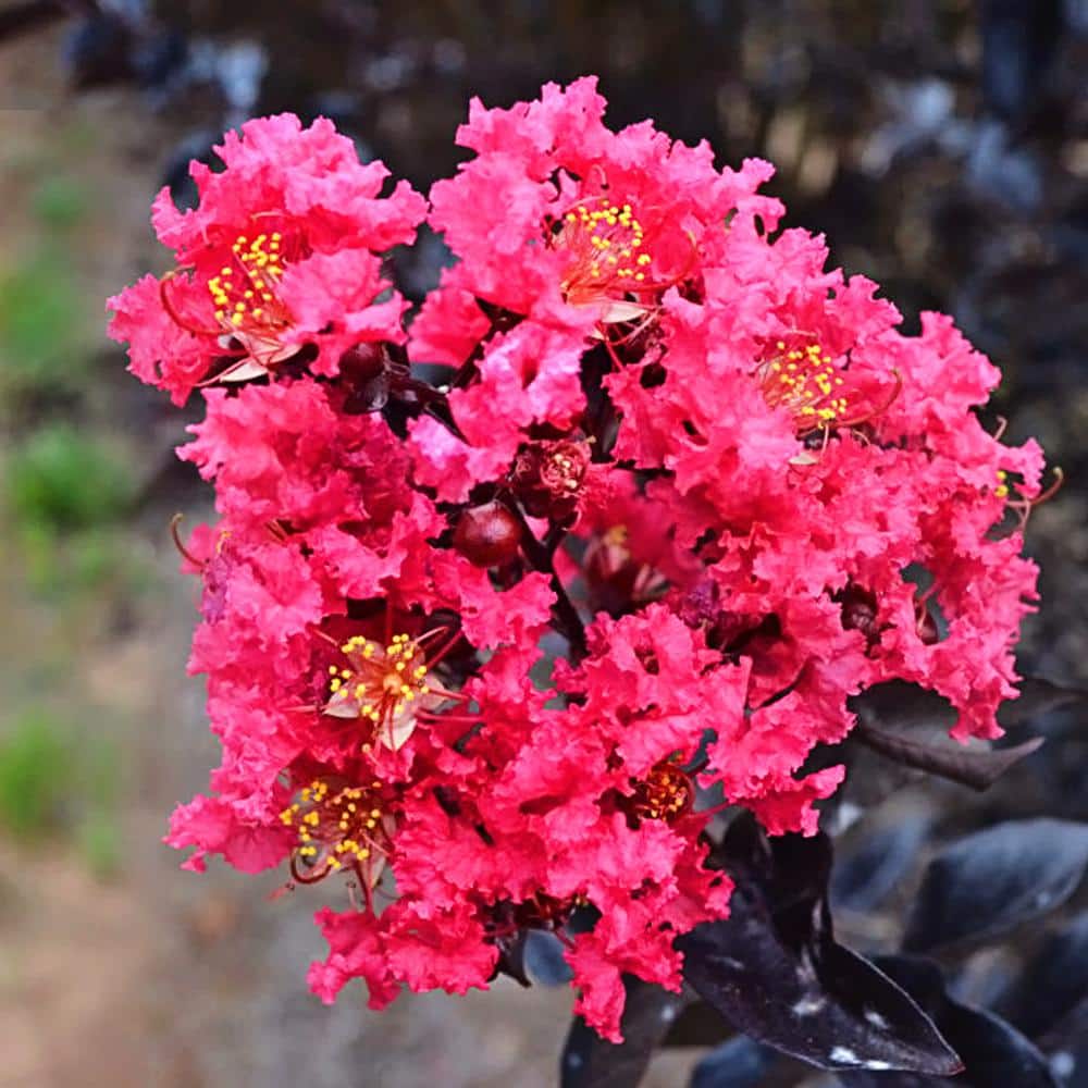 FIRST EDITIONS Midnight Magic Crape Myrtle CRMMMA03G