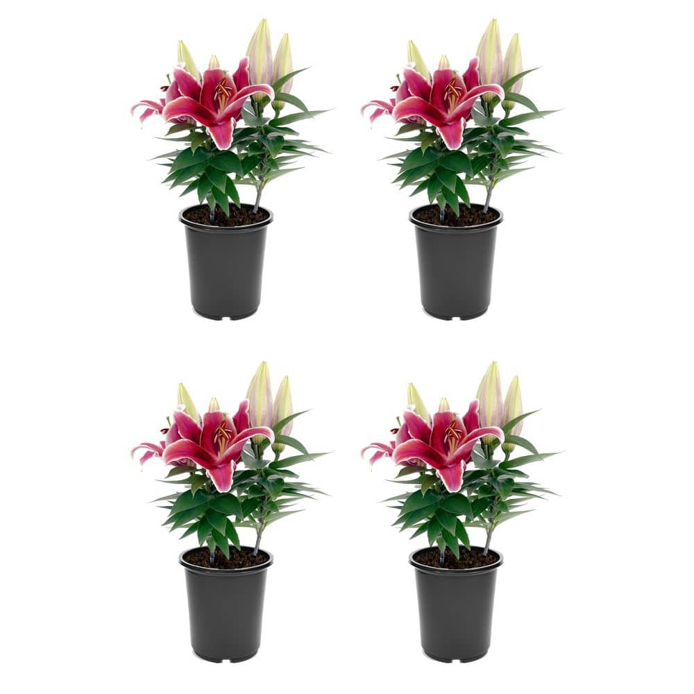 2.5 qt. Oriental Lily Perennial Plant with Red Flowers-4 Pack