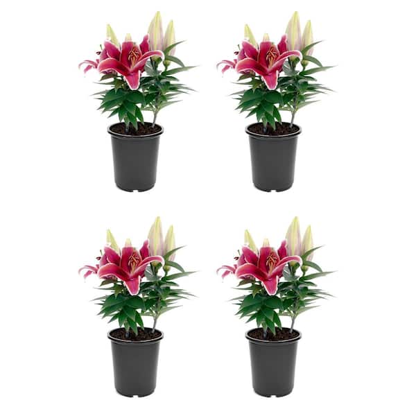 2.5 qt. Oriental Lily Perennial Plant with Red Flowers-4 Pack