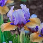 Blueberry Tart Dwarf Reblooming Iris Blue and Reddish-Tan Flowers Live Bareroot Plant