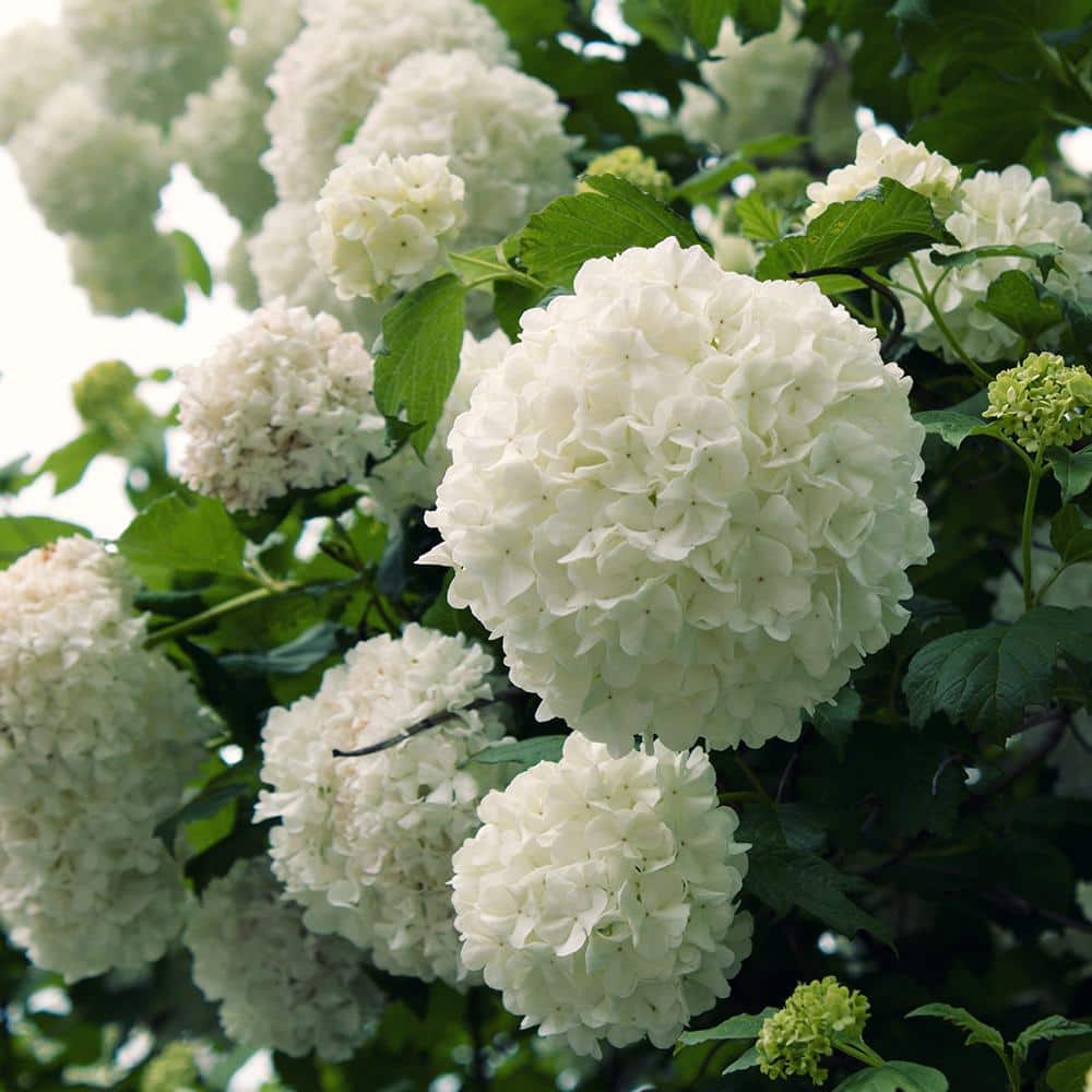 flowerwood 2.5 gal - chinese snowball viburnum, live deciduous shrub, white  hydrangea-like bloom clusters 56813fl - the home depot