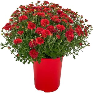 1 Gal. Red Chrysanthemum Plant