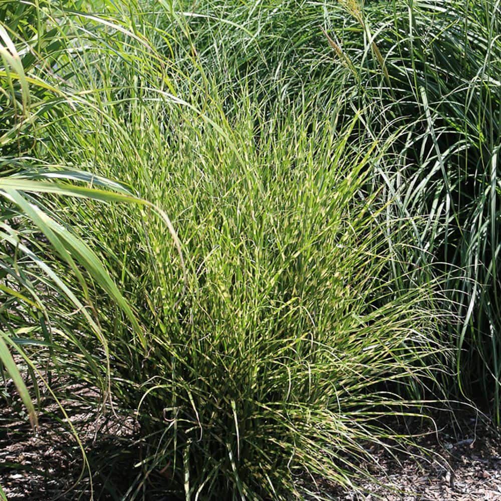 Dwarf Zebra Maiden Grass for Sale Online - The Greenhouse