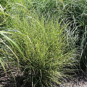 Ornamental Grass Bandwidth Miscanthus One 3.25 in. Dormant Potted Plant