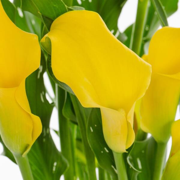 Metrolina Greenhouses 2 Gal. Captain Solo Calla Lily Plant with