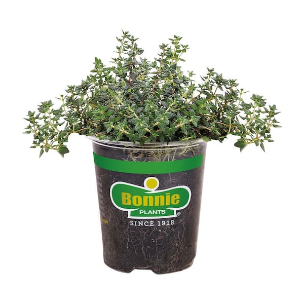 Bonnie Plants 19 oz. German Thyme Herb Plant