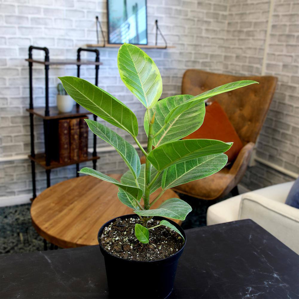 Ficus Altissima 6ft Indoor Plant in Black Plastic Pot