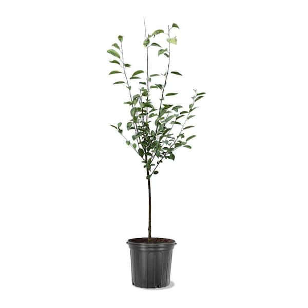 5 Gal. Montmorency Fruiting Cherry Tree