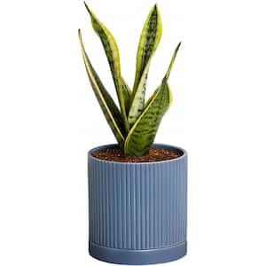 Snake Plant in Blue Ceramic Fluted 5 Inch Pot - Low-Maintenance Houseplant, Pre-Potted with Premium Soil