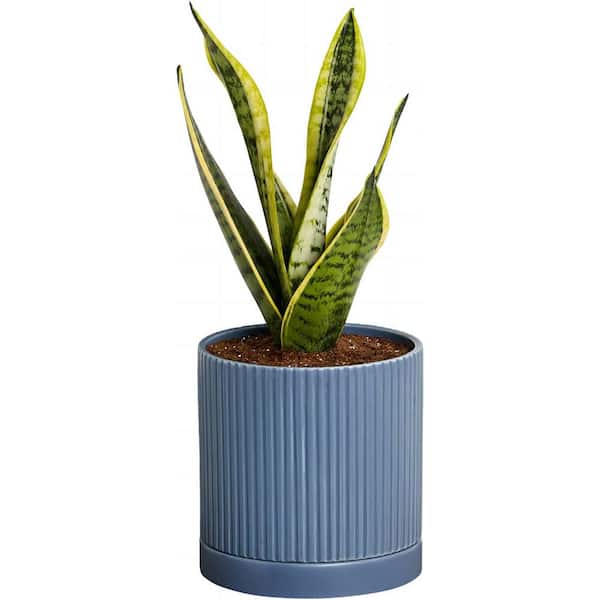 Cubilan Snake Plant in Blue Ceramic Fluted 5 Inch Pot - Low-Maintenance Houseplant, Pre-Potted with Premium Soil