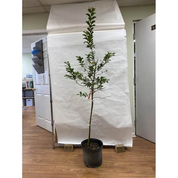 5 gal. Red June Plum Tree