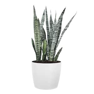 Sansevieria Zeylanica Live Snake Plant Indoor Outdoor Easy Care Plant in 10 inch Premium Ecopots Pure White Pot